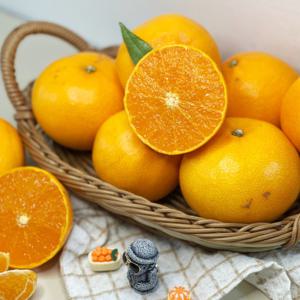 제주 천혜향  못난이 가정용 3kg 중소과 / 첫 수확 특별할인 + 배송비 무료 이벤트