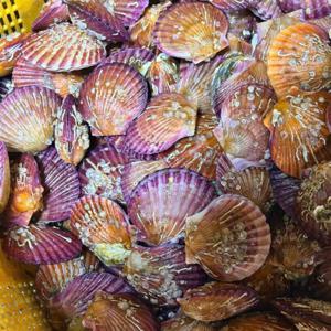 (산지직송) 최상급 선별 기계세척 고성 홍가리비 1kg 쪼이수산