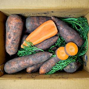 (신선집중) 국내산 100% 제주 구좌읍 햇 당근 10kg 왕사이즈