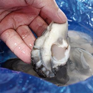 국내산 통영 생굴 깐생굴 3kg 국내산 생굴 1kg 3팩 HOT 빅세일 추가 쿠폰지급