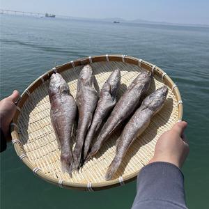 민어굴비 제수용조기 굴비 민어 10미 1kg내외 (중)