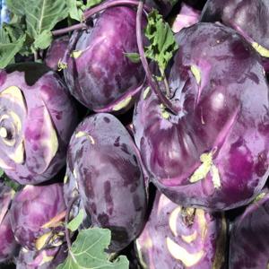 콜라비 제주콜라비 보라색무  5kg (정품) 혼합과 / 특가행사