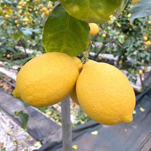 제주레몬 생레몬 국산 제주도 레몬 /레몬 혼합과 5kg (실중량4.5kg)