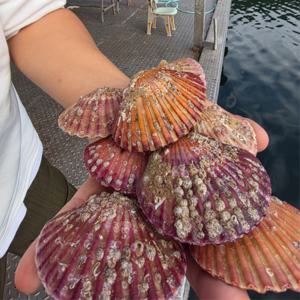 국내산 당일 조업 홍가리비 3kg 제철 세척 선별 (1kg 당 20미 내외)