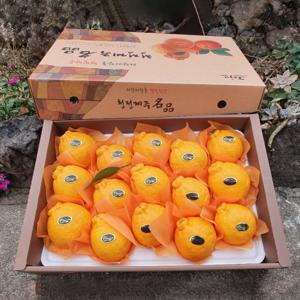 제주 한라봉 선물세트  실중량 4.5kg (11~20과) 고당도 15birx이상 / 선물가방선택가능 /강제착색X왁스처리X