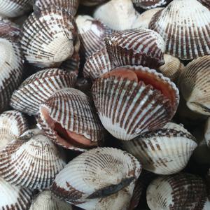 산지직송 왕 새꼬막 1kg 65미내외 2kg 3kg