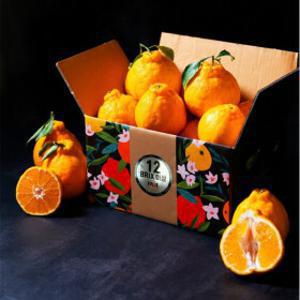 (신선집중) 새코롬 한라봉 2.5kg 중과 (10-14과) 벌크포장 (실중량)