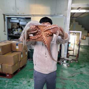 (신선집중) 돌문어 1.5kg 제수용 최상급 국내산 당일 조업 특대 1마리 큰문어 남해 여수 통영