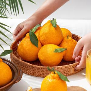 제주직송 서귀포 노지 한라봉 (혼합과) 5kg+5kg /총 10kg 박스포함 단하루특가 대용량 품질보장