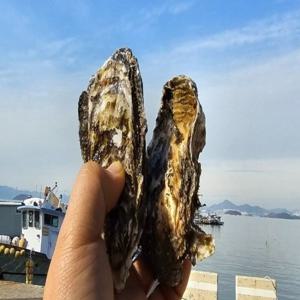 당일조업 국내산 제철 석화 5kg 통영 각굴 세척 산지직송 대왕굴 삼배체 굴