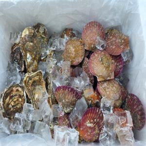 산지직송 통영 홍가리비 2kg + 석화 3kg 당일조업 제철 가리비 석화 굴 구이 캠핑 가성비 한정판매