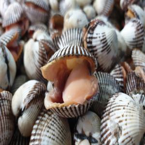 당일조업 벌교 새꼬막(대) 1kg 60~70미내외 산지직송 왕꼬막 여자만 큰 꼬막 제철 자연산