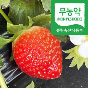 국산 무농약 설향 딸기 당일출고 친환경농법 딸기 특 500g 1팩 친환경 농법 건강한 딸기 과일 실중량 출고