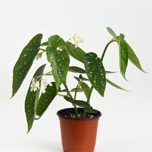 마이플랜트 베고니아 소요카제 소형 관엽식물 향기꽃 실내 공기정화 식물