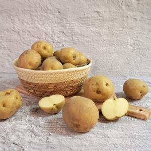 [더조은] 해남 산지직송 수미감자 중 10kg (50-70g 내외)