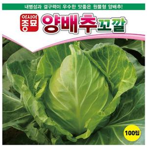 아시아종묘 씨앗 양배추 꼬깔 100립