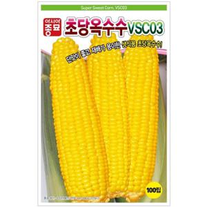 아시아종묘 씨앗 옥수수 초당옥수수 VSC03 100립