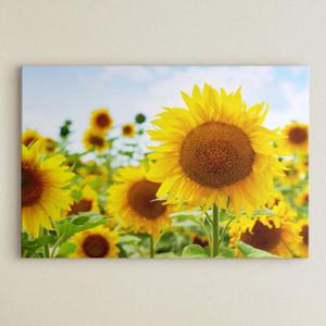 아트박스/꾸밈 cu457-햇살머금은해바라기_중형노프레임