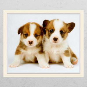 아트박스/꾸밈 cg683-웰시코기강아지_창문그림액자