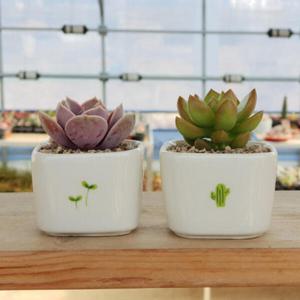아트박스/진바스 미니 다육이 새싹 선인장 화분 2종 세트