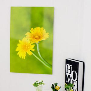 아트박스/꾸밈 cs338-아크릴액자_민들레