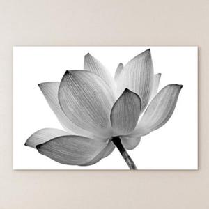 아트박스/꾸밈 cu298-순결의흑백연꽃_중형노프레임