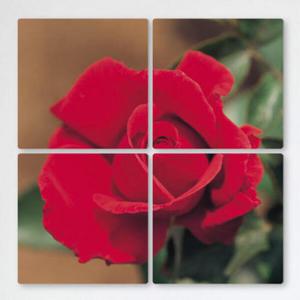 아트박스/꾸밈 tf260-멀티액자_장미꽃한송이