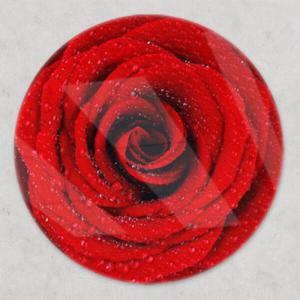 아트박스/꾸밈 ci589-원형아크릴액자_이슬을머금은장미