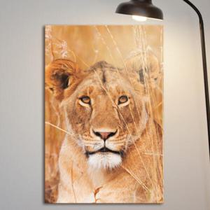 아트박스/꾸밈 cq111-밀림의왕사자_중형노프레임