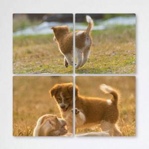 아트박스/꾸밈 ib778-멀티액자_귀염뽀짝강아지