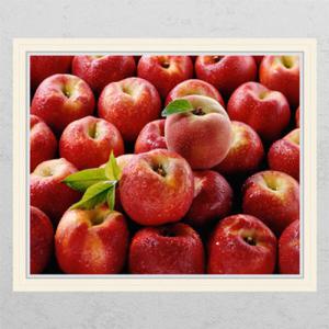 아트박스/꾸밈 cr805-천도복숭아_창문그림액자