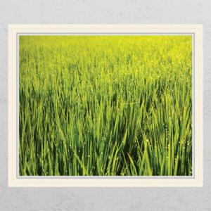 아트박스/꾸밈 ih340-비 온뒤 맑음_창문그림액자_뮤럴시트지