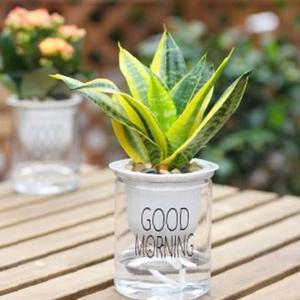 플랜테리어 굿모닝 자동급수 화분/투명 저면관수 화분