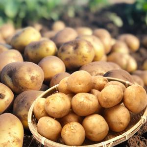 포미식탁 수미감자 햇 감자 대 3kg