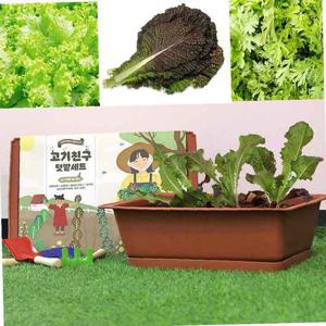 셀프재배 상추 적겨자 쑥갓 텃밭가꾸기 세트