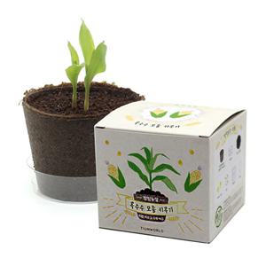 팜팜농장 옥수수 모종키우기