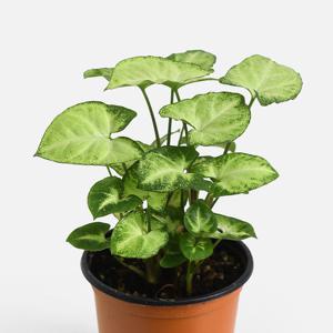 마이플랜트 싱고니움 소형 관엽식물 실내공기정화 인테리어 반려식물