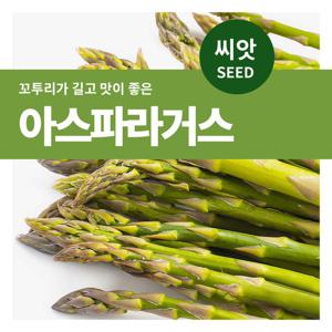 마이플랜트 아스파라거스 씨앗 200립