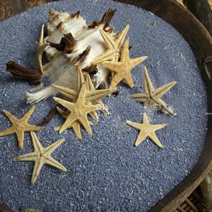 상세정보참조 미니어쳐 리얼불가사리10개/젤 바다 캔들 테라리움