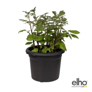 아트박스/데로마 [엘호 elho] 그린베이직 포테이토 팟(33cm)