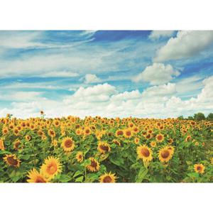 아트박스/퍼즐사랑 1000피스 직소퍼즐 - 해바라기 들판 (목재)