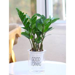 아트박스/위드마켓 플랜테리어 굿모닝 자동급수 화분