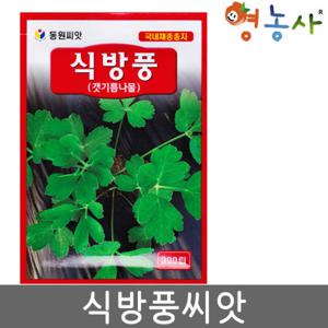 식방풍씨앗 300립 식방풍씨 식방풍씨앗 갯방풍