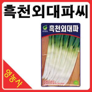 흑천외대파씨앗 20g 외대파씨앗 대파씨앗 파씨앗 채소