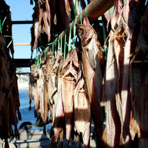 고성 정춘희님의 바닷바람에 건조한 코다리 5미