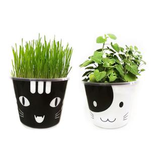 오드리 아삭아삭 캣닢 캣그라스 배양토 재배키트