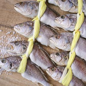 오동통 쫀득한 손질 등갈민태(민어과) 굴비 5미 (마리당 150-170g내외)