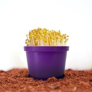 아트박스/토단 내 책상 위에 콩나물 키우기 - 1인세트