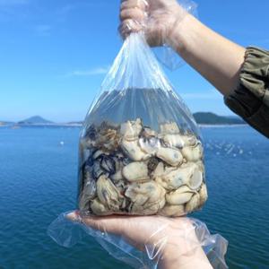 당일작업 통영 신선한 햇 생굴 2kg