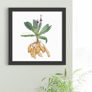 아트박스/꾸밈 iu022-한약재의종류_뿌리약초_인테리어액자